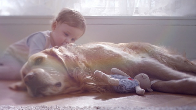 Video Reference: dog, dog like mammal, skin, vertebrate, nose, dog breed group, snout, carnivoran, mouth, dog breed