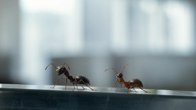 Video Reference: insect, pest, fauna, membrane winged insect, invertebrate, macro photography, ant, arthropod