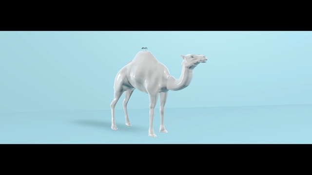 Video Reference: camel, camel like mammal, mammal, arabian camel, wildlife, Person