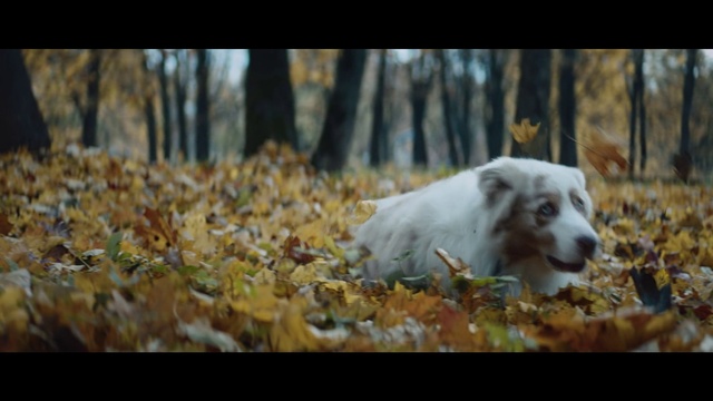 Video Reference: Mammal, Vertebrate, Dog breed, Canidae, Dog, Carnivore, Australian shepherd, Tree, Sporting Group, Autumn