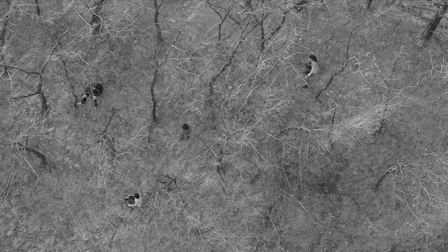 Video Reference: black, black and white, monochrome photography, monochrome, rock, soil, bedrock, geology, wood, grass