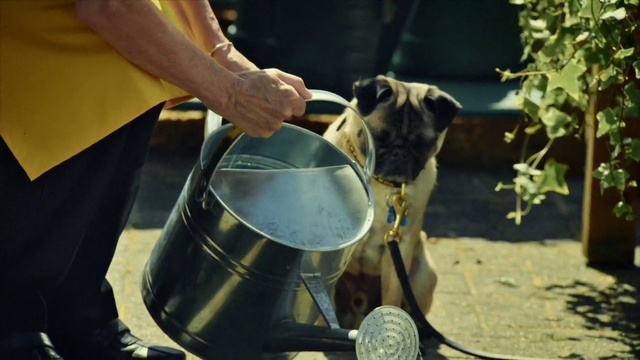 Video Reference: Dog, Canidae, Dog breed, Snout, Great dane, Non-Sporting Group, Guard dog, Fawn, Carnivore, Dairy cow