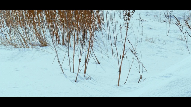Video Reference: Snow, Winter, Tree, Branch, Freezing, Woody plant, Plant, Ice, Twig, Grass family
