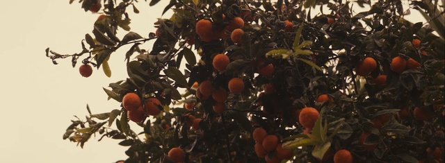 Video Reference: Plant, Fruit, Tree, Fruit tree, Orange, Food, Flower, Citrus, Medlar, Vegetarian food