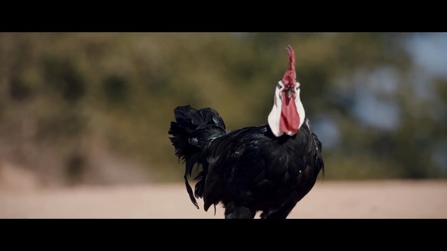 Video Reference: Bird, Beak, Chicken, Galliformes, Fowl, Photography, Wildlife, Rooster, Feather