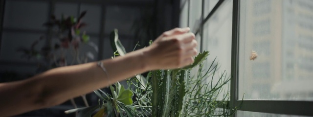 Video Reference: Green, Plant, Hand, Botany, Flower, Grass family, Grass, Leaf, Houseplant, Plant stem