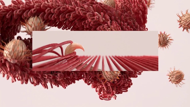 Video Reference: Red, Pink, Tree, Pine, Thread, Pine family, Plant, Conifer, Interior design