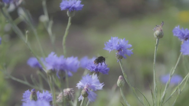 Video Reference: Flower, Flowering plant, Plant, Lavender, Purple, Wildflower, Grass, Petal, Bellflower family, Herbaceous plant