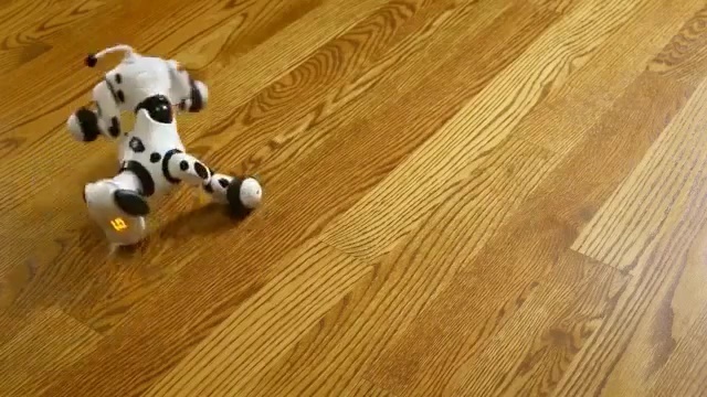 Video Reference: flooring, floor, wood, hardwood, wood flooring, dog like mammal