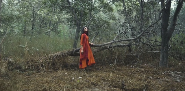 Video Reference: woodland, ecosystem, forest, wilderness, nature reserve, tree, path, grass, plant, geological phenomenon