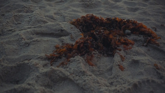 Video Reference: geological phenomenon, water, organism, geology, rock