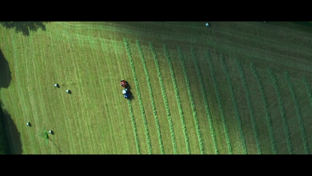 Video Reference: green, leaf, grass, water, atmosphere, grass family, biome, macro photography, line, field