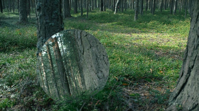 Video Reference: woodland, tree, nature reserve, forest, trunk, grass, old growth forest, grove, biome, tree stump