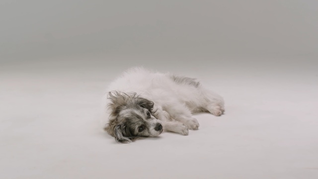Video Reference: terrier, dog, hunting dog, canine, pet, cute, puppy, domestic animal, breed