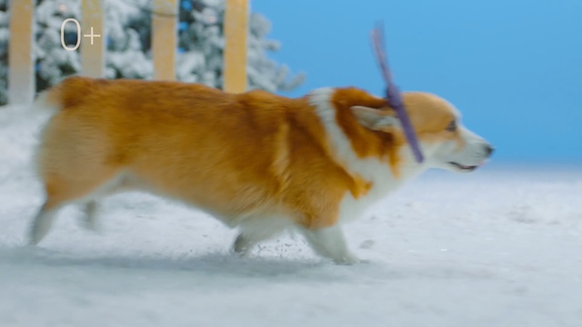 Video Reference: Dog, Mammal, Vertebrate, Canidae, Dog breed, Welsh Corgi, Pembroke welsh corgi, Carnivore, Cardigan welsh corgi, Companion dog, Person
