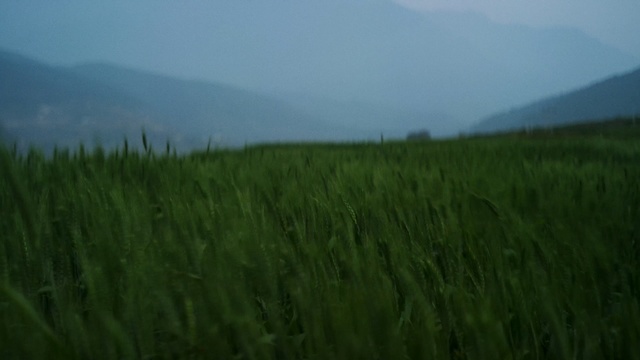 Video Reference: Grassland, Field, Nature, Prairie, Crop, Atmospheric phenomenon, Agriculture, Plain, Grass, Grass family