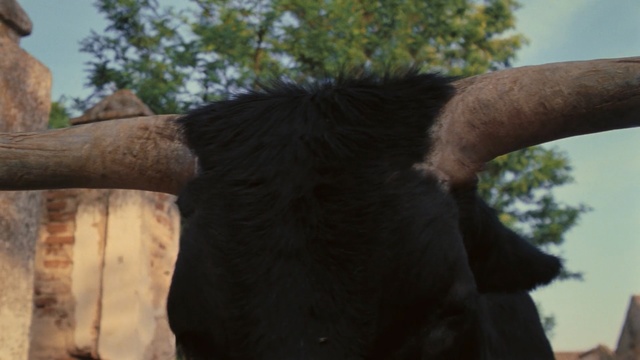 Video Reference: mammal, tree, fauna, elephants and mammoths, horn, snout, fur, wildlife