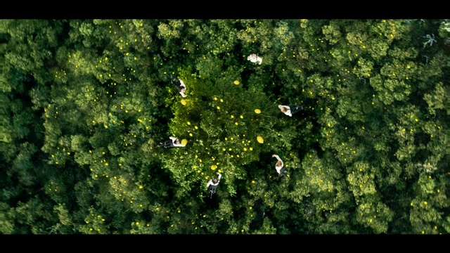 Video Reference: Green, Nature, Vegetation, Tree, Leaf, Plant, Biome, Woody plant, Shrub, Organism