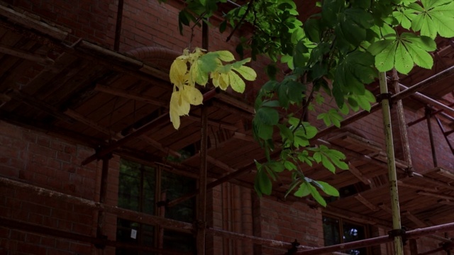 Video Reference: Leaf, Green, Plant, Tree, Flower, House, Branch, Wood, Jungle, Vascular plant