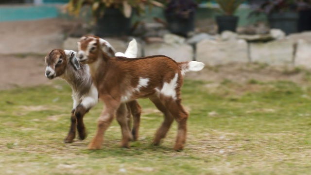 Video Reference: goats, goat, cow goat family, livestock, grass, pasture, wildlife, goat antelope, terrestrial animal, cattle like mammal