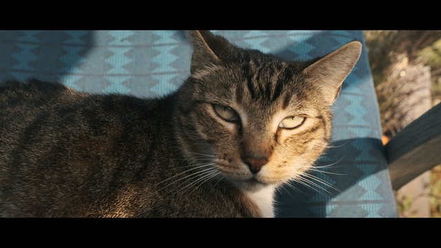 Video Reference: cat, whiskers, fauna, mammal, small to medium sized cats, tabby cat, cat like mammal, eye, domestic short haired cat, dragon li