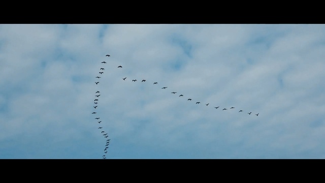 Video Reference: Bird migration, Bird, Sky, Flock, Animal migration, Atmosphere, Cloud