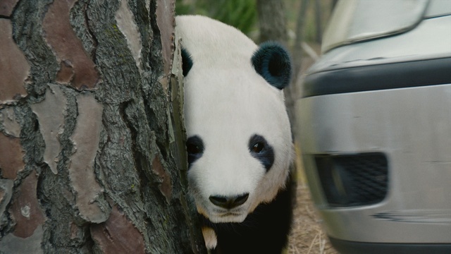 Video Reference: Panda, Mammal, Vertebrate, Bear, Snout, Terrestrial animal, Carnivore, Eye, Zoo, Adaptation