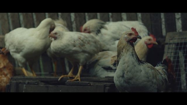 Video Reference: hen, bird, animal, beak, farm, feather, chicken, Person