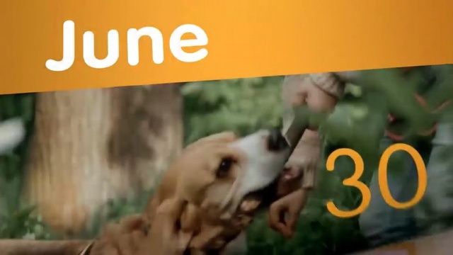 Video Reference: Wildlife, Font, Adaptation, Carnivore, Organism, Meerkat, Dog breed, Canidae, Felidae