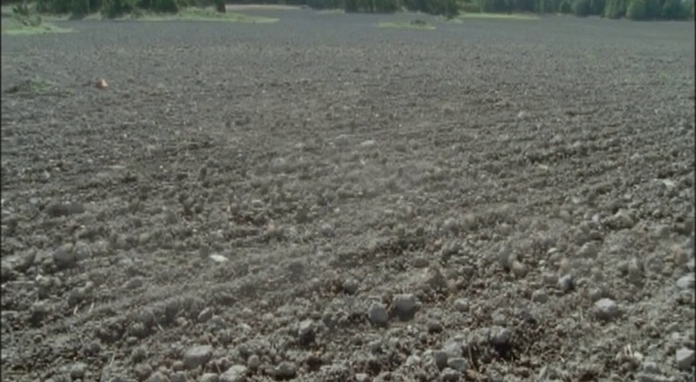 Video Reference: Soil, Field, Land lot, Grass, Agriculture, Crop, Plain, Plant