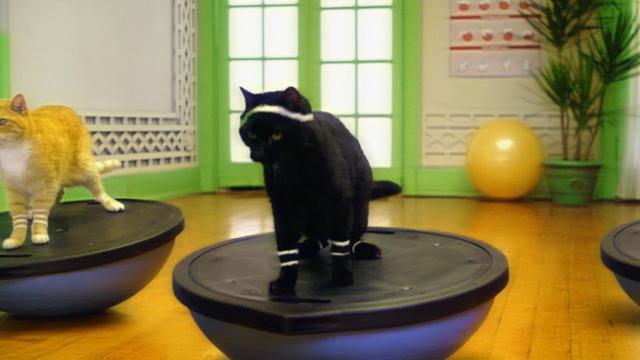 Video Reference: cat, small to medium sized cats, table, furniture, cat like mammal, carnivoran, cookware and bakeware, play, whiskers