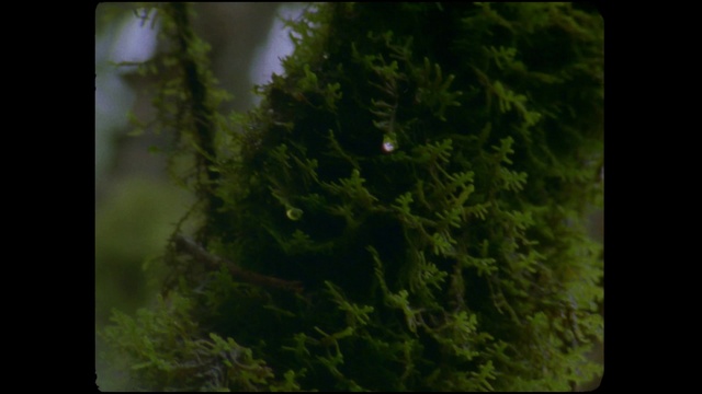 Video Reference: Nature, Vegetation, Green, Tree, Plant, Leaf, Forest, Organism, Rainforest, Non-vascular land plant