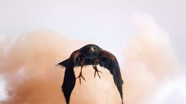 Video Reference: Wing, Bird, Beak, Wildlife