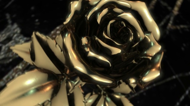 Video Reference: Light, Rose, Garden roses, Close-up, Flower, Rose family, Plant, Still life photography, Petal, Photography