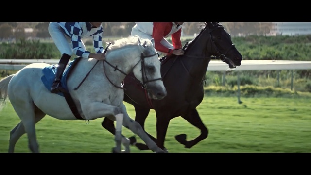 Video Reference: Horse, Halter, Bridle, Rein, Mammal, Vertebrate, Horse supplies, Horse tack, Mane, Horse harness