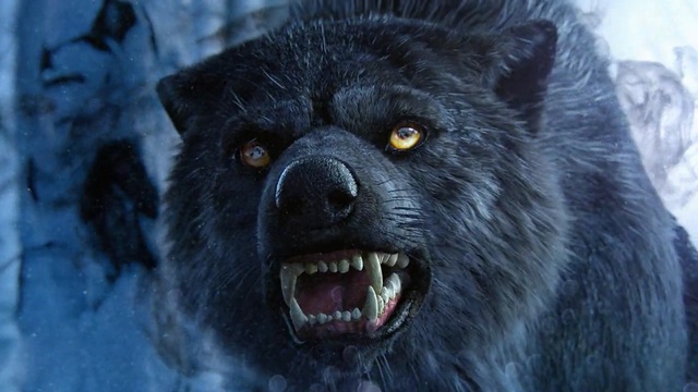 Video Reference: Wolf, Snout, Tooth, Canidae, Fang, Organ, Werewolf, Eye, Fur, Mouth