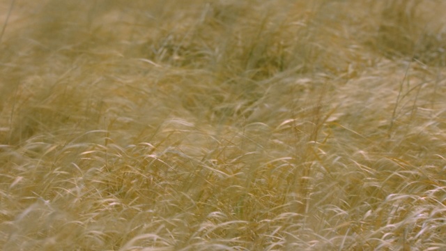 Video Reference: grass, grass family, food grain, commodity, grain, cereal, ecoregion, barley, crop, straw