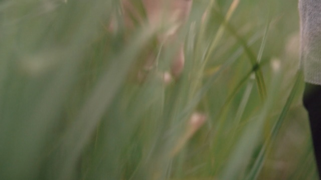 Video Reference: grass, vegetation, grass family, leaf, close up, plant, moisture, morning, plant stem, sunlight