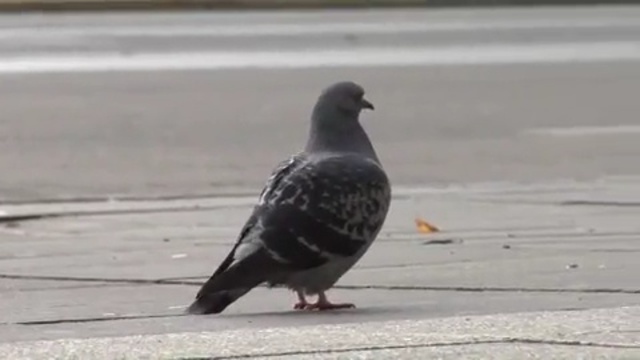 Video Reference: bird, pigeons and doves, beak, feather, Person