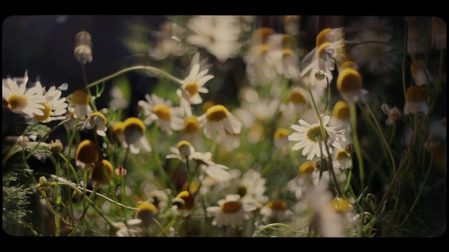 Video Reference: Flower, Nature, Daisy, Yellow, Plant, Daisy, Vegetation, Spring, chamomile, Wildflower
