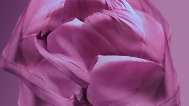 Video Reference: flower, pink, petal, purple, close up, flowering plant, rose family, plant, lilac, magenta