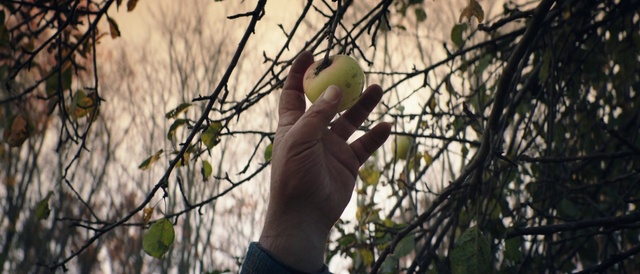 Video Reference: Branch, Tree, Plant, Woody plant, Hand, Organism, Parakeet, Twig, Photography, Fruit