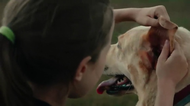 Video Reference: Dog breed, Canidae, Ear, Snout, Mouth, Sporting Group, Carnivore, Tooth, Companion dog