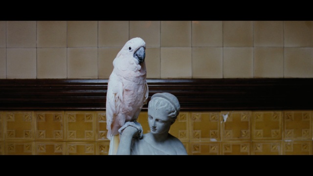 Video Reference: Bird, Parrot, Budgie, Parakeet, Cockatoo, Beak, Person