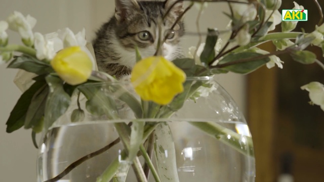 Video Reference: Cat, Small to medium-sized cats, Felidae, Flower, Yellow, Plant, Whiskers, Narcissus, Cut flowers, Houseplant