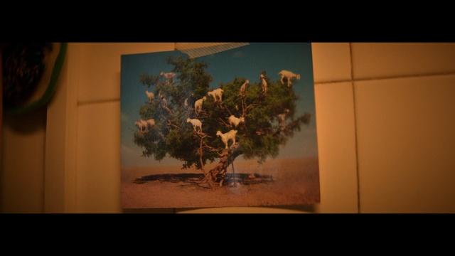 Video Reference: Nature, Tree, Sky, Branch, Still life photography, Leaf, Snapshot, Plant, Adaptation, Woody plant, photo, wall