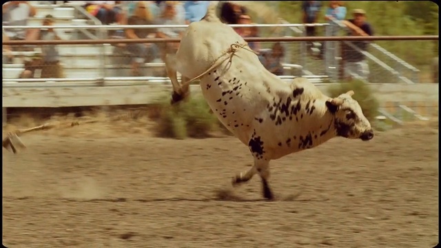 Video Reference: horse, animal sports, horse like mammal, stallion, rodeo, traditional sport, bull, mustang horse, mare, mane