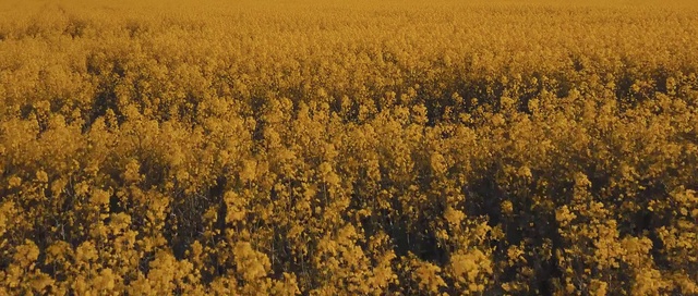 Video Reference: Rapeseed, Yellow, Field, Plant, Mustard plant, Tree, Brassica, Crop, Flower, Canola