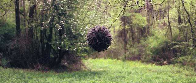 Video Reference: Nature, Natural landscape, Tree, Biome, Plant, Plant community, Grass, Woodland, Landscape, Wildlife