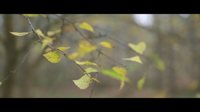 Video Reference: leaf, branch, yellow, flora, vegetation, twig, deciduous, sunlight, morning, tree